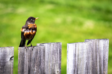 Robin