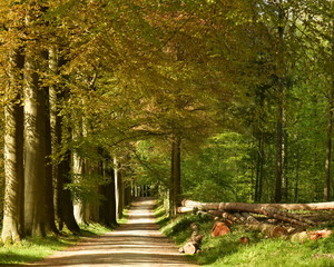 Troncs d'arbres abattus ,empilés le long d'une route caillouteuse sous le feuillage marron à l'arboretum de Tervuren