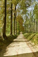 Fototapeta na wymiar Chemin au soleil le long de la nature luxuriante au bois des Capucins à Tervuren
