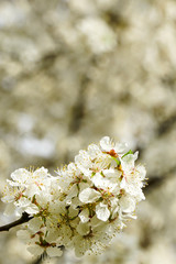 white blossoms of plum trees in spring, blurred background