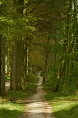 Chemin secondaire réservé aux cyclistes longeant la route principale du bois des Capucins à Tervuren