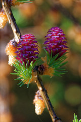 Larch strobili