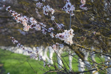 Apricot flowers on a tree branch.