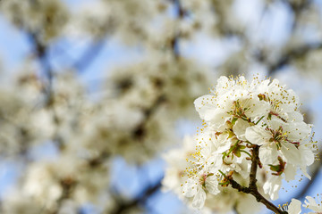 white blossoms of plum trees in spring, blurred background