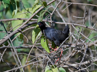 Black crake (Amaurornis flavirostra)