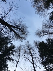 Лесное небо