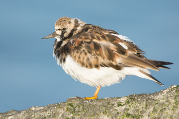 Rudy Turnstone