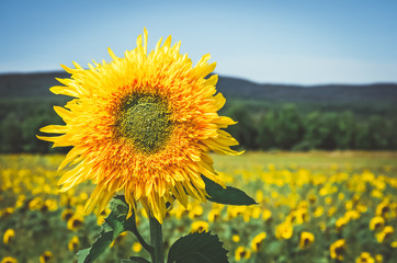 Golden sunflower in the sunny field