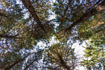 arboles angular desde abajo