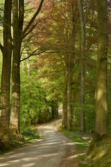 Fin d'une route caillouteuse entre deux rangées de hêtres majestueux au bois des Capucins à Tervuren