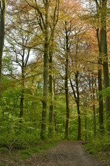 Chemin pénétrant dans la nature profonde du bois des Capucins à Tervuren