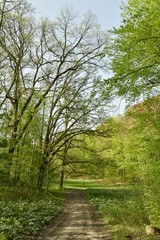 Chemin vers une clairière humide au bois des Capucins à Tervuren