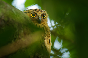 Buffy Fish Owl - Ketupa ketupu known as the Malay fish owl, is a species of owl in the family Strigidae