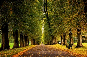 grass_forest_autumn_trees_hdr_park_leaves_walk_road_colors