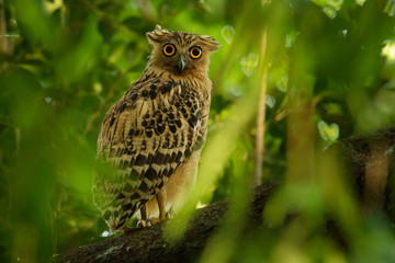 Buffy Fish Owl - Ketupa ketupu known as the Malay fish owl, is a species of owl in the family Strigidae