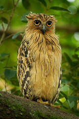 Buffy Fish Owl - Ketupa ketupu known as the Malay fish owl, is a species of owl in the family Strigidae
