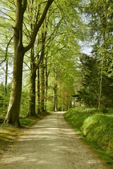 Route caillouteuse le long d'une rangée de hêtres au bois des Capucins à Tervuren