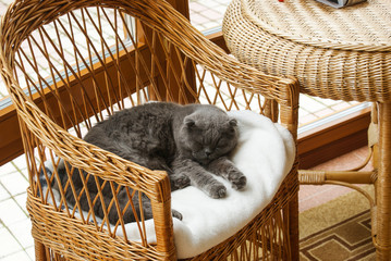 Obraz premium Grey British cat sleep on a wicker chair on the veranda