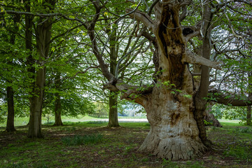 Large old knarly tree 1