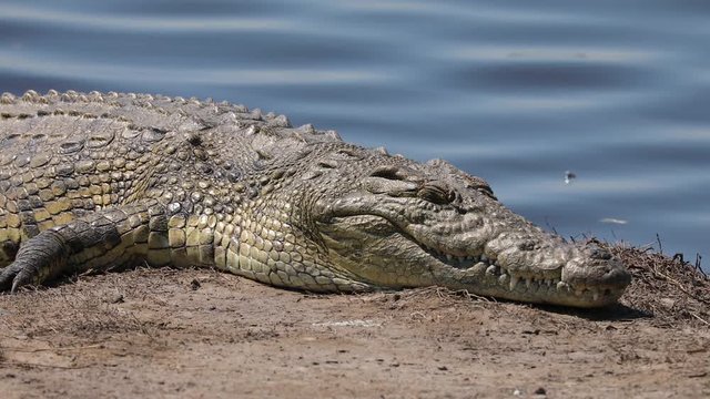 Nile Crocodile bathing in sun along Chobe River in Botswana