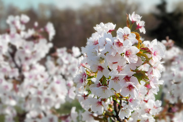 Sakura blooming Tisima varieties in early spring.