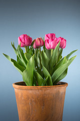 tulips in terracotta pot isolated on blue background