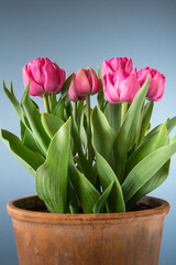 tulips in terracotta pot isolated on blue background