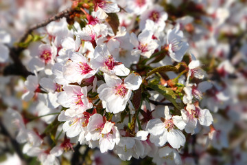Obraz premium Cherry blossoms in the shade of early spring in the garden