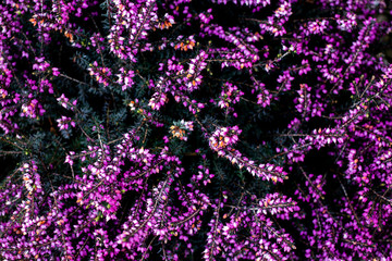 Fototapeta premium nature19