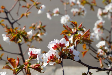 Branch of cherry blossoms on a sunny day in early spring