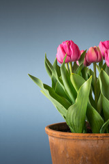 tulips in terracotta pot isolated on blue background
