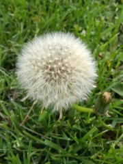 Pusteblume