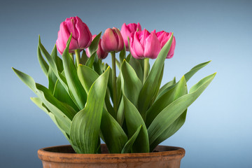 tulips in terracotta pot isolated on blue background