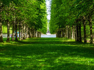 Green tree alley pathways with green lawn in France Versailles gardens in shadow with a lake in a...
