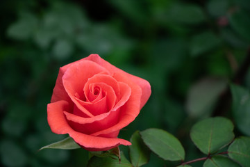 red rose in garden