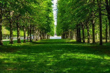 Green tree alley pathways with green lawn in France Versailles gardens in shadow with a lake in a distance ending in a lake 
