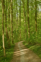 Fototapeta na wymiar Chemin traversant une forêt de hêtres jeunes au printemps au parc de Tervuren à l'est de Bruxelles