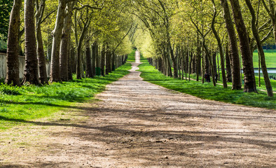 Park trees wayside green allee with a natural road stretching off into a distance at a sunny day with green grass bypass in Versailles France 