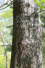 Obraz premium Aspen trunk closeup