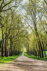 Fototapeta na wymiar Park trees wayside green allee with a natural road stretching off into a distance at a sunny day with green grass bypass in Versailles France 