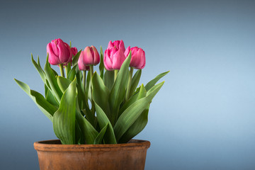tulips in terracotta pot isolated on blue background