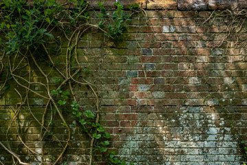 Brick wall with green climber