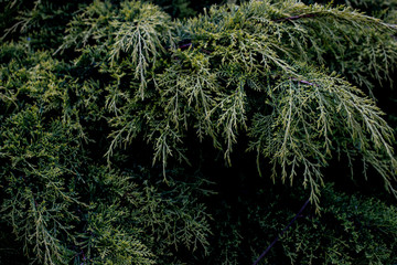nature19 © Anna