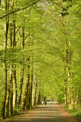 Fototapeta na wymiar Promenade en dessous des feuillages luxuriants au parc de Tervuren à l'est de Bruxelles 