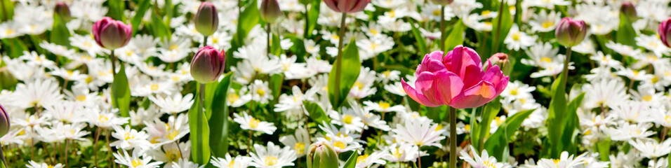 White daisy field and pink tulips. Spring background.