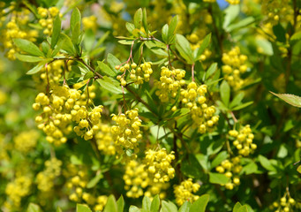 The blossoming barberry ordinary (Berberis vulgaris L.)