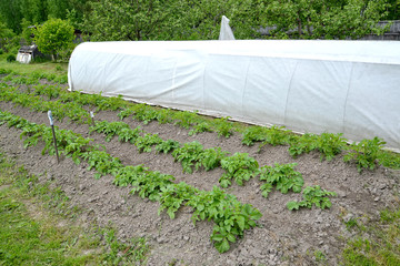 Bed with potatoes against the background of a hotbed