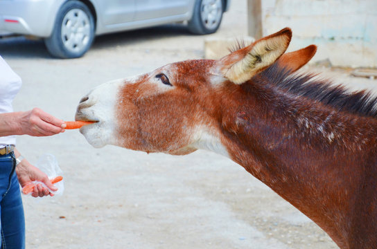 Close up picture of woman hand feeding a wild donkey with an orange carrot. Blurred car in the background. Taken in the streets of Cypriot Dipkarpaz, Karpas Peninsula, Turkish Northern Cyprus