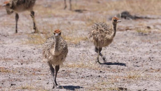 Large ostrich family with chicks along Okavango River in Namibia
