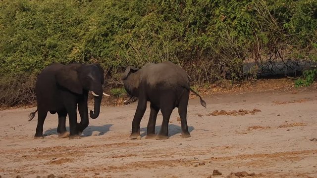 Young Juvenile male elephant bulls fighting along Chobe River Front Botswana